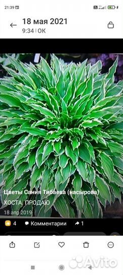 Хосты новинки