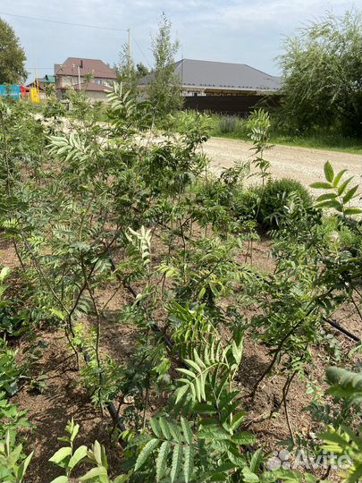 Сажены рябины обыкновенной