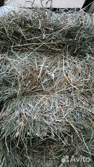 Сено в кипах очень хорошее качество
