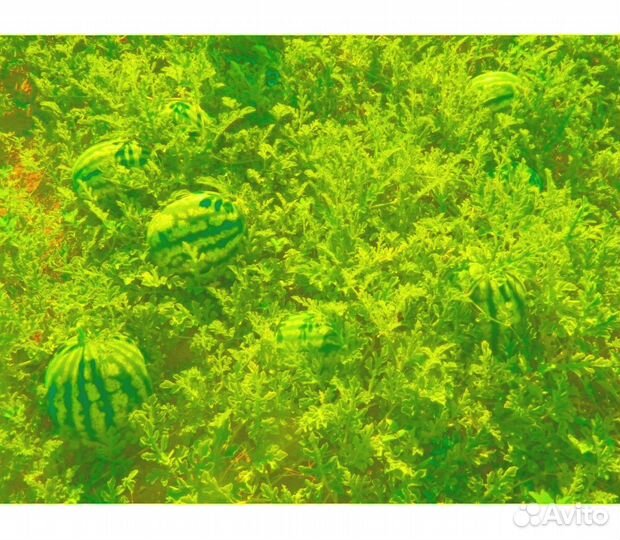 Арбузы Оптом