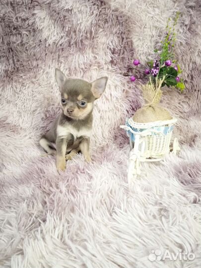 Лиловая девочка