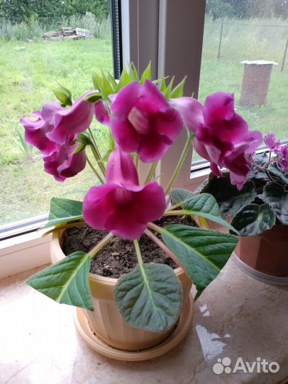 Фиалки, глоксинии-тидеи