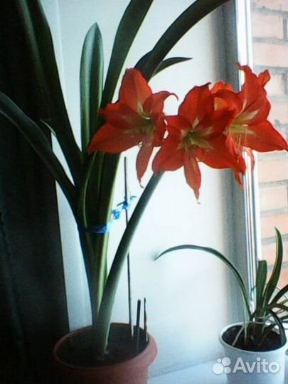 Комнатные цветы бесплатно