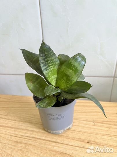 Цветок Сансевиерия