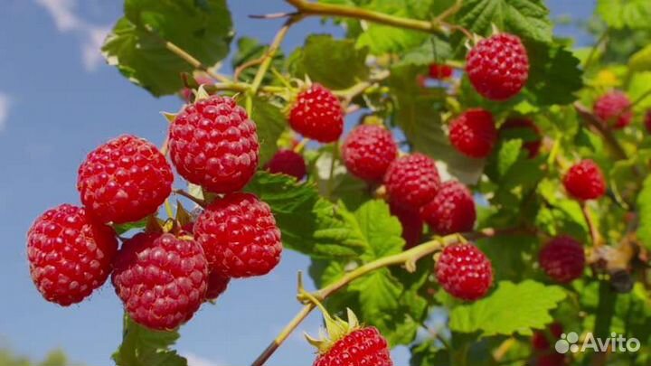 Малина сортовая красная и желтая