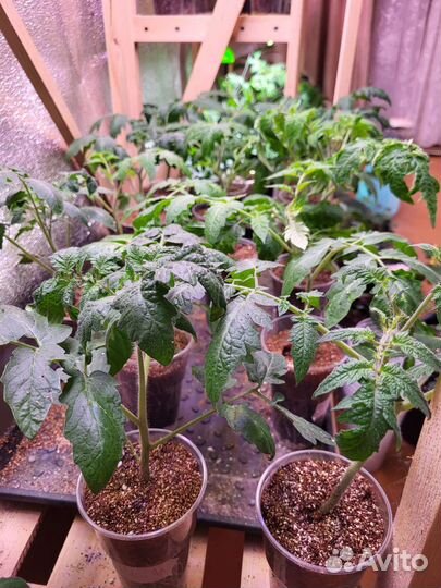 Рассада: томаты, помидоры, баклажаны, капуста