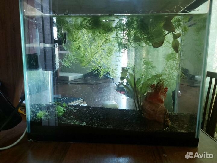 Аквариум