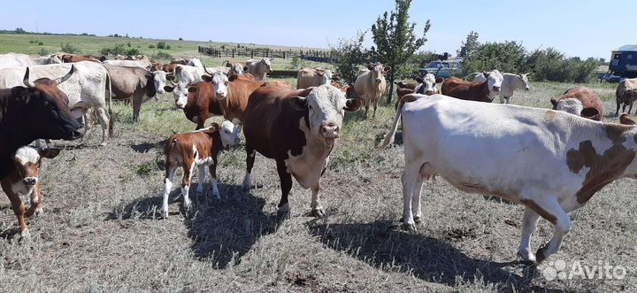 Продам быка
