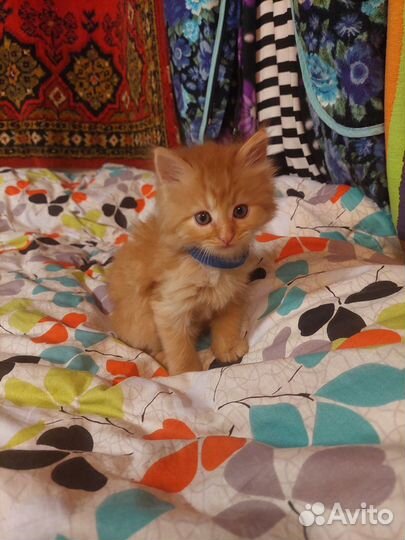 Котята ищут дом