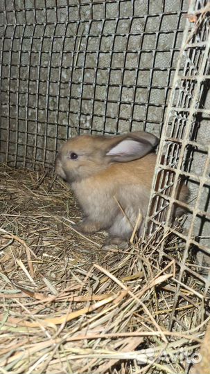 Кролики мясных пород