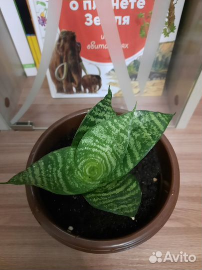 Комнатные цветы. Сансевиерия Ханни Грин Бронь