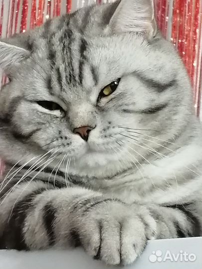 Шотландский кот вязка