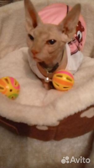 Канадский сфинкс котенок