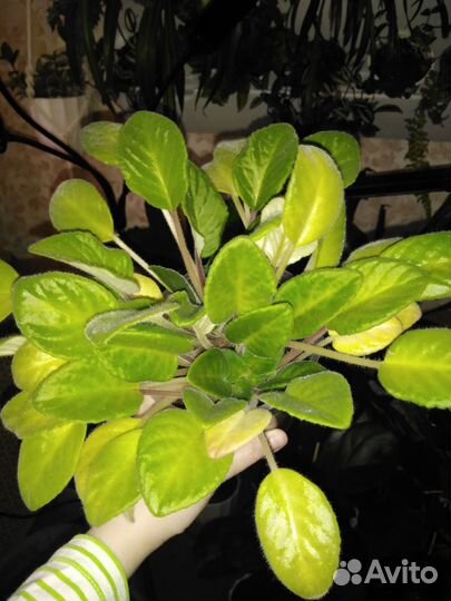 Комнатные цветы