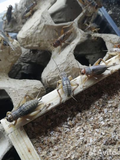 Насекомые кормовые