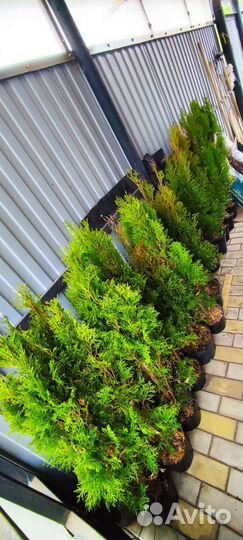 Туя смарагд