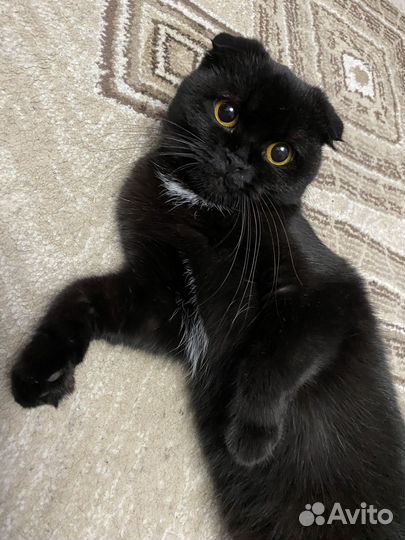 Шотландская вислоухая кошка вязка