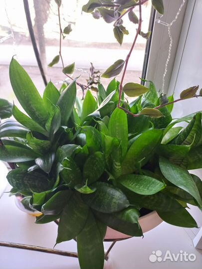 Сансевиерия ханни