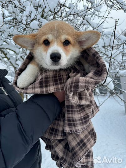 Вельш-корги щенки