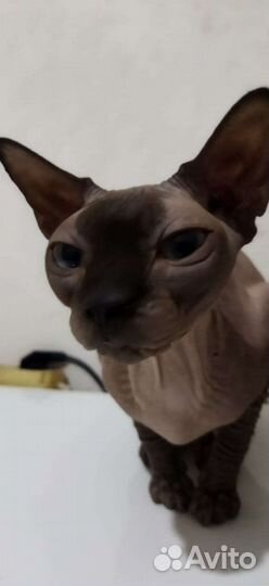 Канадский сфинкс