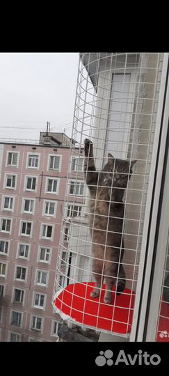 Защита для кошки