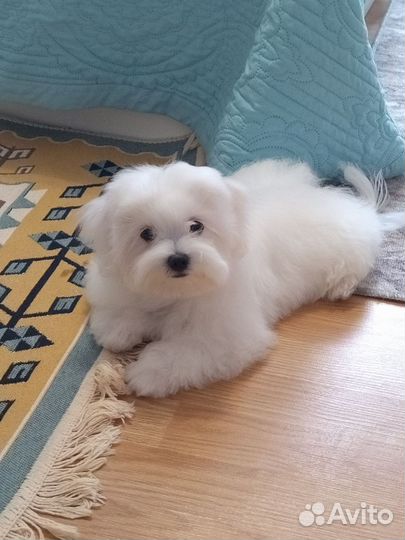 Мальтийская болонка девочка стандарт