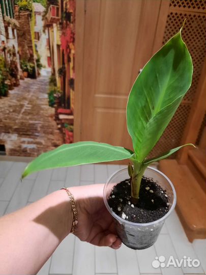 Киевский карлик банан