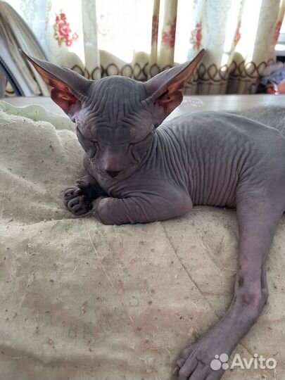 Петерболд сфинкс