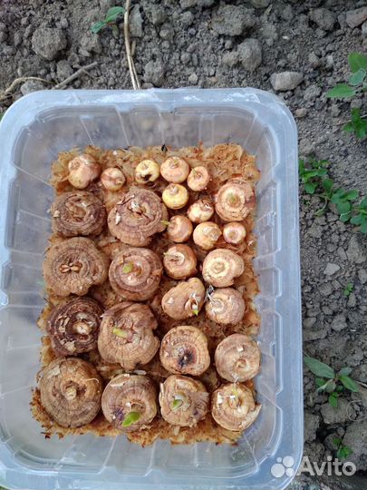 Гортензия Анабель