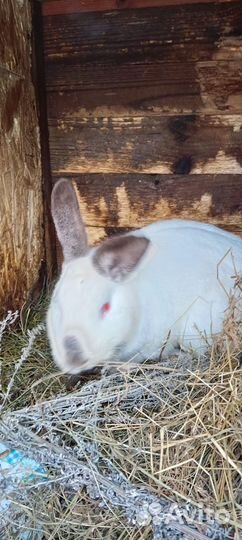 Продам кроликов