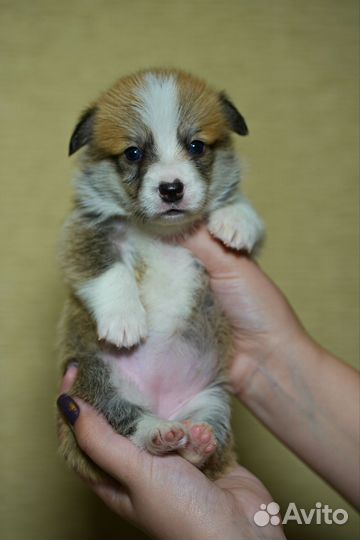 Щенки корги