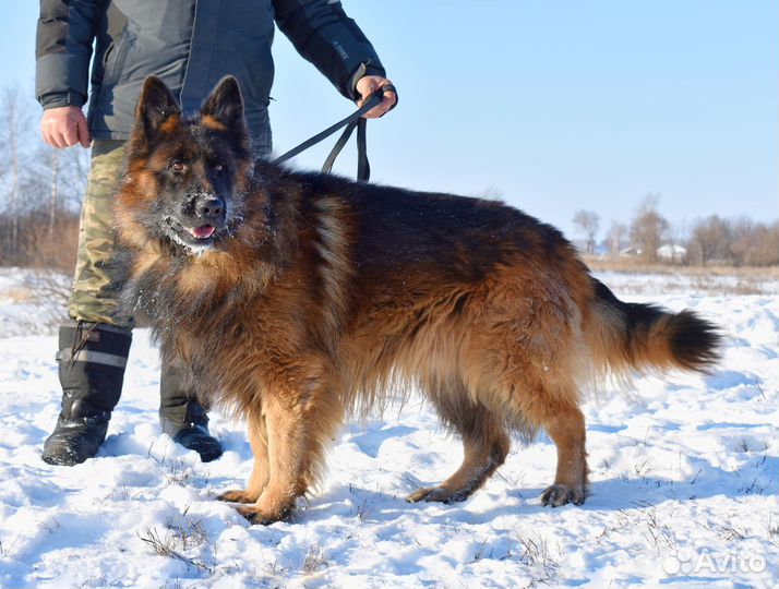 Немецкая овчарка вязка