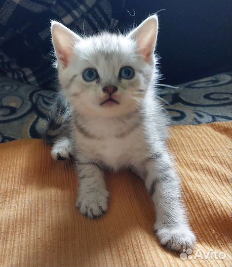 Котята
