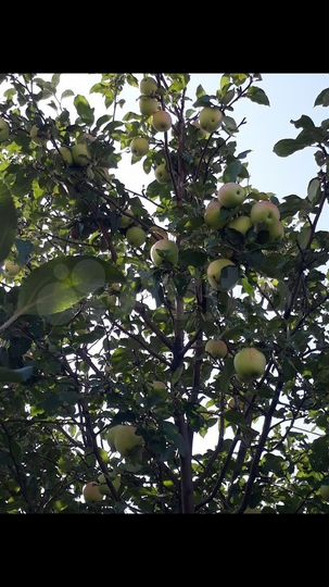 Дом 70,2 м² на участке 11 сот.