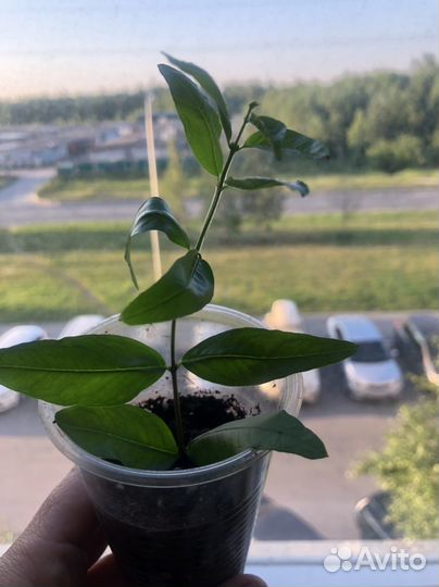 Гранат карликовый Карфаген комнатный