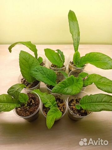 Стрептокарпусы