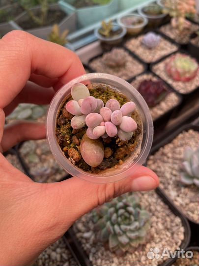 Суккуленты