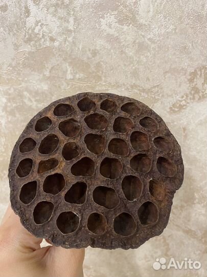 Коробочки лотоса