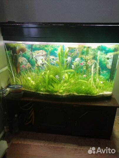 Аквариум
