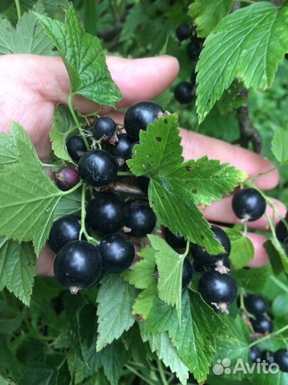 Саженец сортовой смородины