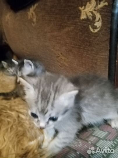 Котята в добрые руки, девочки, кушают все