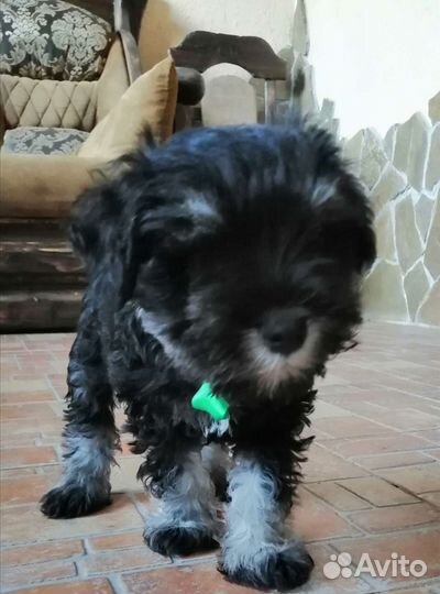 Щенок цвергшнауцера. Мальчик