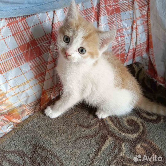 Отдам в добрые руки