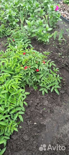 Тибетская малина саженцы