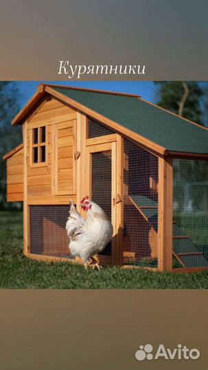 Курятник