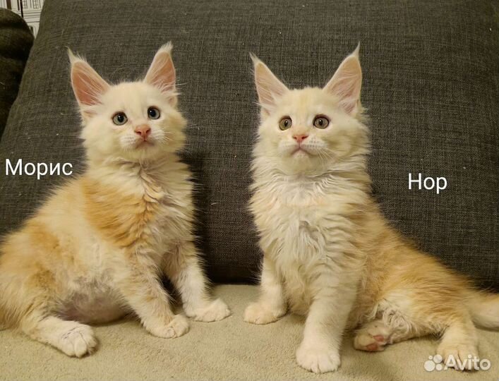 Котята мейн-кун с документами и ветпаспортом