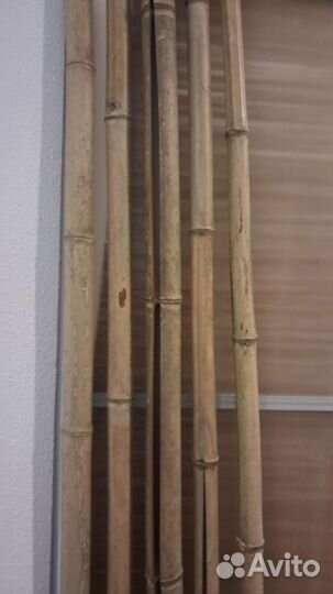 Бамбуки декоративные