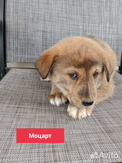 Щенок собака кобель мальчик добрые руки бесплатно