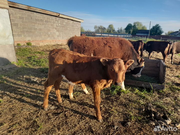 Телята бычки