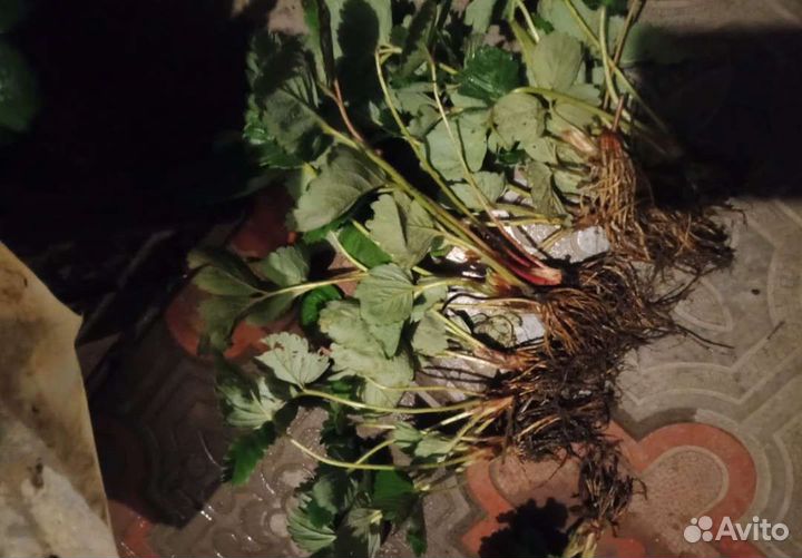 Рассада клубники Азия+